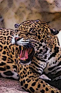 Aztec-Animals-Jaguar