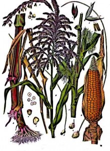 Aztec-Farming-Maize