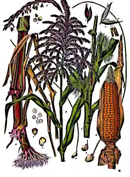 Aztec Farming Maize the Staple diet of the Aztecs